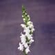 Snap Dragon
