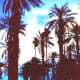Look at those palm trees!