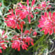 Death Valley was ablaze with flowers when we visited it in May.