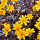 Flowers in Meadow Leading Up To Dante's View