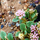 Some blooming plants