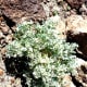 Vegetation amidst the rocks
