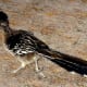 Roadrunner