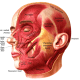 how-to-control-wrinkles
