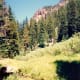 Mountain meadow