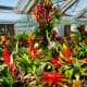 Bromeliads