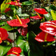 Anthuriums