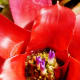 Bromeliad