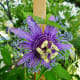 Unusual plants as well as more common ones