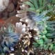 Sea Anemones