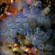 Tunicates