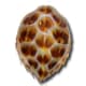 Hawksbill turtle shell
