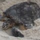 Hawksbill turtle nesting