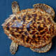 hawksbill-turtle-a-critically-endangered-species