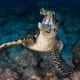 Hawksbill turtle feeding
