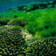 Algae