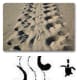 Hawksbill turtle tracks (Alternate pace)