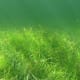 Seagrass