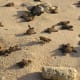 Baby turtles