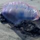 Portuguese Man o' War