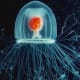 Hydrozoan