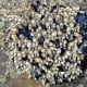 Barnacles