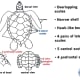 Parts of the carapace