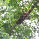 Honey bee swarm high above bee yard.