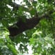 Honey bee swarm in a tree.