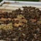 Honey Bees Building Comb