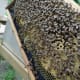 Frame Full of Honey Bees