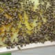 Beehive Frame Full of Multicolored Pollen