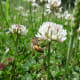 Honey Bee on White Clover