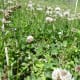 White Clover
