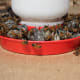 Worker bees collecting food