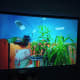 Projected 1920x1080P photograph