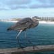 A Great Blue Heron (Ardea herodias)perched on the railing of the fishing pier