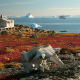 Greenland Tundra with muskox skull in foreground.