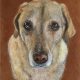 best-animalart-ever
