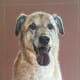 best-animalart-ever