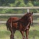 best-animalart-ever
