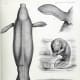 crystal-river-manatee-endangered-species-florida-sea-cow