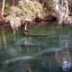 crystal-river-manatee-endangered-species-florida-sea-cow