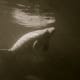 crystal-river-manatee-endangered-species-florida-sea-cow