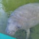 crystal-river-manatee-endangered-species-florida-sea-cow