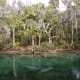 crystal-river-manatee-endangered-species-florida-sea-cow