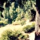 finding-serenity-in-the-japanese-garden-of-portland-oregon