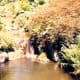 The natural garden