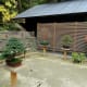 Bonsai collection
