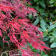 Fall foliage